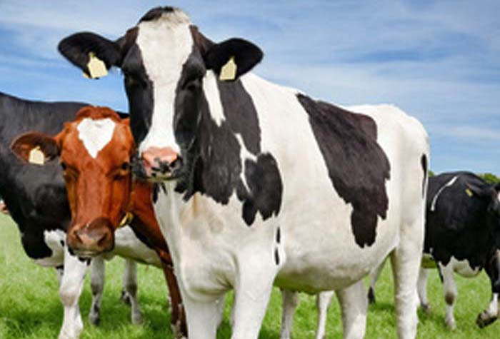 This image for Image Layouts addon